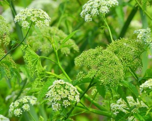 Queen Anne's Lace