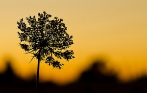 Lace photo prompts
