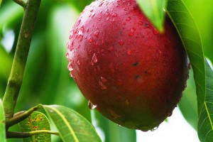 mary oliver mango
