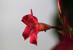 Red flower love etc poems