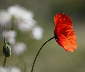 Poets and Poems: Brian Gardner’s “Up the Line to Death: The War Poets 1914-1918”