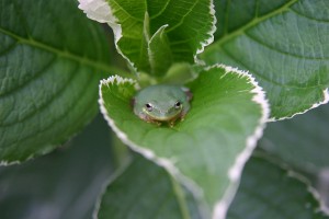 ode to a frog