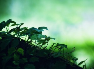 Poets and Poems: Charles Wright’s “Caribou”