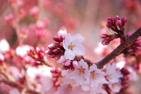 Cherry Blossoms Library Hotel Poetry Garden