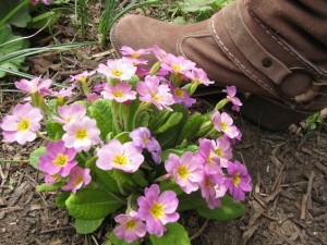 Cowboy Boot Central Park Flowers