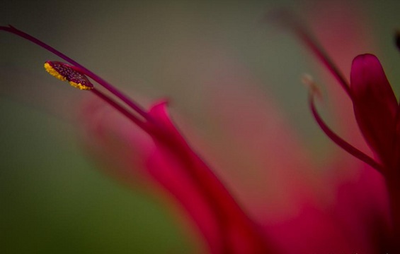 Red flower love poems