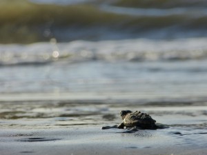 canaveral national seashore loggerhead hatchling