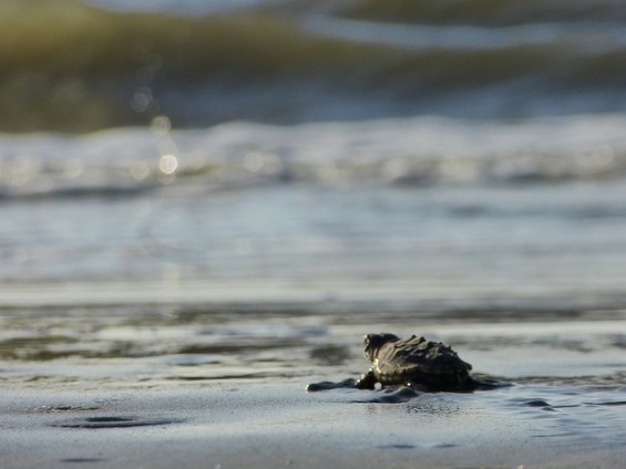 canaveral national seashore loggerhead hatchling