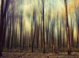 Poetry of Robert Frost Wendell Berry