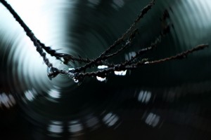 Water and Branch photo tweetspeakpoetry.com