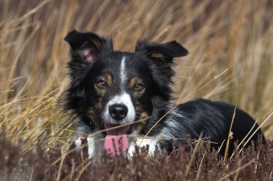 Dog Adventure