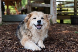 My Dog Day