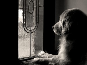 Faithful Dog