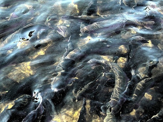 fly fishing artist date tweetspeak poetry