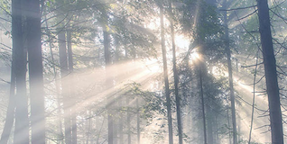 forest for the trees