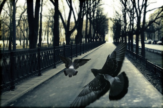 Russian Poetry Pigeons in Park tweetspeakpoetry.com