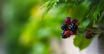 blackberries summer staycation