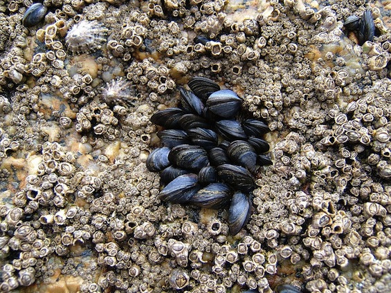 Clam Shells Every Day Poems tweetspeakpoetry.com