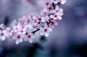 top ten haiku resources