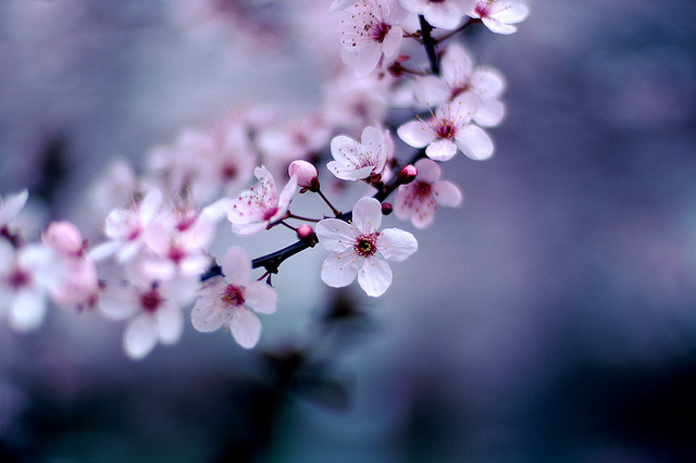 top ten haiku resources