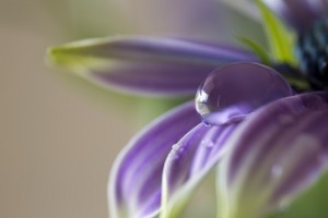 dip into poetry