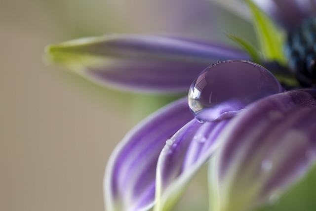 dip into poetry