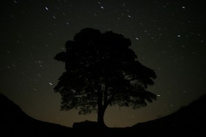 how to be a better writer tree