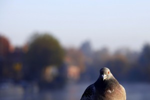 twitter poems