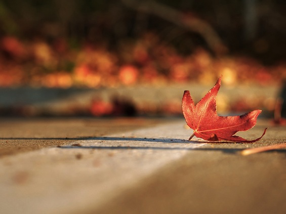 Fall Leaf Book of Goodbyes