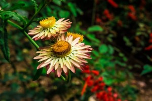 Poetry for Life Straw Flowers
