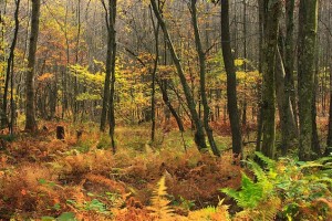 Reading Ulysses in Fall Woods
