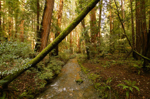 Muir Woods literary tour