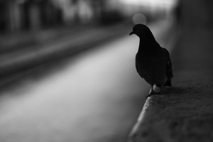twitter poems top 10 poetic tweets