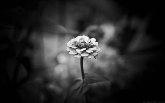Black and White Zinnia