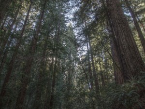 Louise Gluck Forest