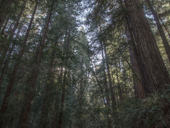 Louise Gluck Forest