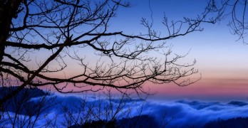 Macbeth Order and Disorder Trees and Air