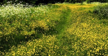 Top Ten Princess Bride Quotes Buttercup Field