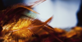 Gold Vermilion Feathers The Windhover Essay Gerard Manley Hopkins