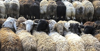 Sheep from the Back Fun Photo Poetic Picks