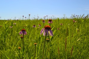 Spring Creek Prairie Audubon Center Denton Nebraska coneflower