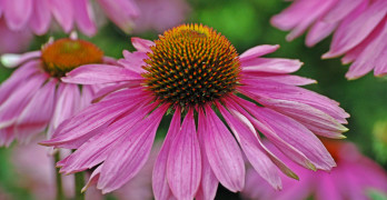 Spring Creek Prairie Audubon Center cone flower