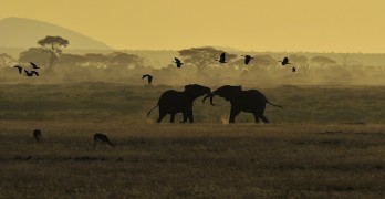 Two Elephants Dance How to Buy Art