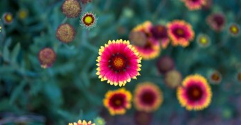 5 Great Tips for Reading Poetry Aloud - by Tania Runyan |Tweetspeak Poetry