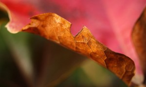 Top 10 Fall Poems