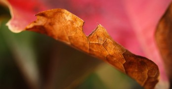 Top 10 Fall Poems