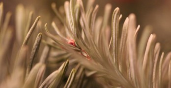 12 Days of Form Poetry