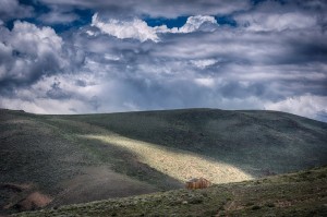 A Stroll through the Downs: Richard Adams