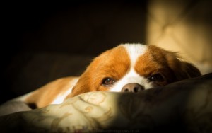 dog_dreams