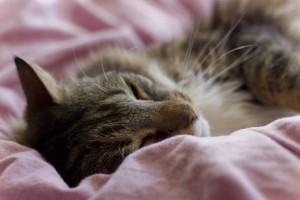 dreams poetry cat sleeping
